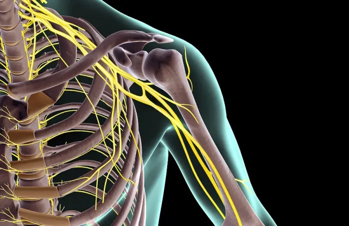 Framed Print : The nerves of the shoulder Framed Print : The nerves of the shoulder