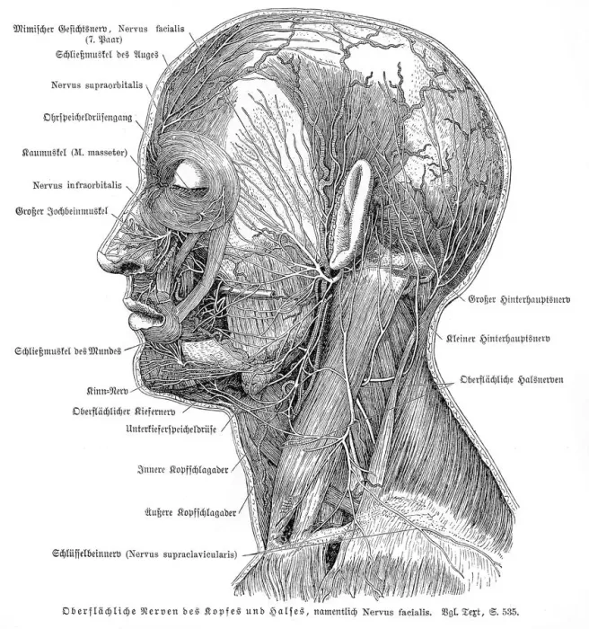 Framed Print : Nervous system anatomy engraving 1857 Framed Print : Nervous system anatomy engraving 1857