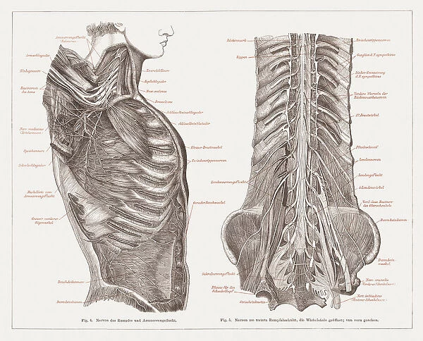 Nervous system of humans, lithograph, published in 1877