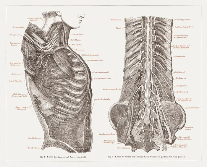 Framed Print : Nervous system of humans, lithograph, published in 1877 Framed Print : Nervous system of humans, lithograph, published in 1877