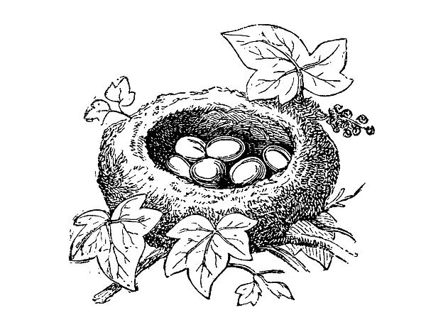 Nest the common firecrest (Regulus ignicapilla)