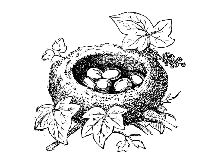 Framed Print : Nest the common firecrest (Regulus ignicapilla) Framed Print : Nest the common firecrest (Regulus ignicapilla)