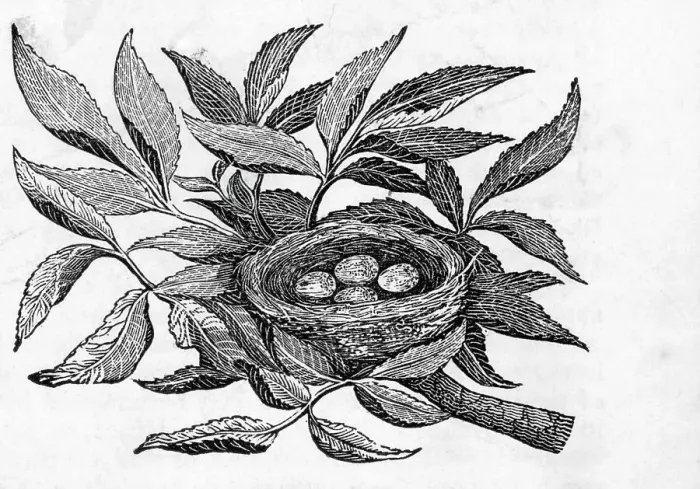 Framed Print : Nest Egg; Engraving; Tree Framed Print : Nest Egg; Engraving; Tree