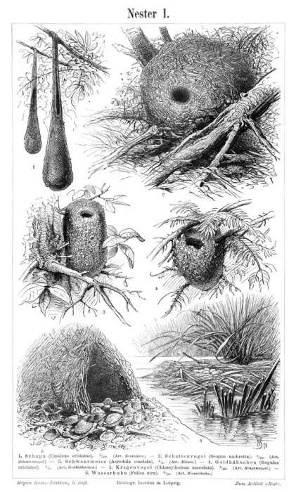Framed Print : Nest engraving 1897 Framed Print : Nest engraving 1897