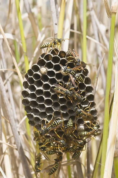 Nest of European Paper Wasp -Polistes dominula-, Tuscany, Italy, Europe