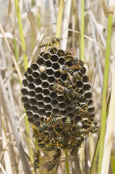 Framed Print : Nest of European Paper Wasp -Polistes dominula-, Tuscany, Italy, Europe Framed Print : Nest of European Paper Wasp -Polistes dominula-, Tuscany, Italy, Europe