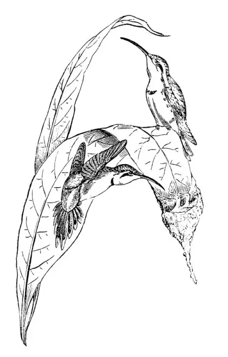 Framed Print : Nest of Hummingbird Framed Print : Nest of Hummingbird