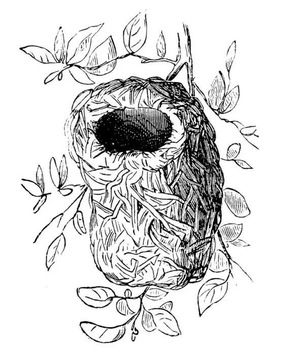 Framed Print : Nest of Ploceidae