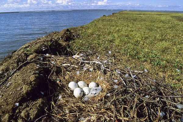 Nest of a Rough-legged Buzzard -Buteo lagopus-, Taymyr Peninsula, Northern Siberia, Russia, Asia