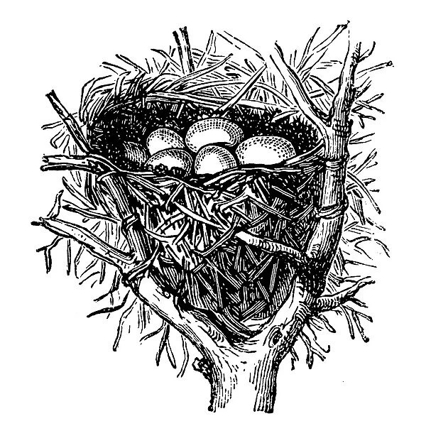 Nest of sedge warbler (Acrocephalus schoenobaenus)