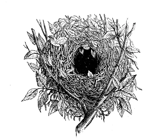 Framed Print : Nest of sparrow Framed Print : Nest of sparrow