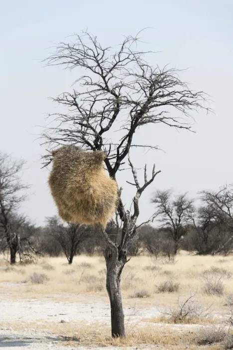 Framed Print : Nesting colony hanging in a tree, Sociable Weaver -Philetairus socius-, Etosha National Park, Namibia
