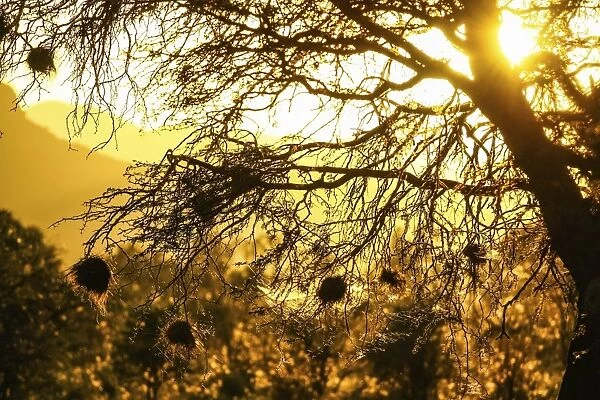 Nests of weavers -Ploceidae- in the sunset, Namibia, Africa