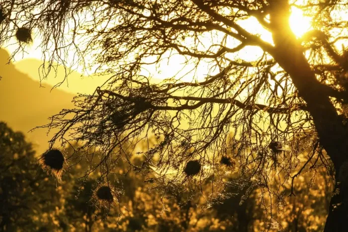 Framed Print : Nests of weavers -Ploceidae- in the sunset, Namibia, Africa