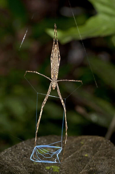 Net-casting spider of the genus Deinopsis, lying in ambush, Tiputini rain forest, Yasuni National Park, Ecuador, South America