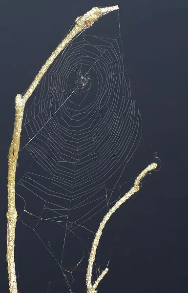 Net of an orb-weaving spider