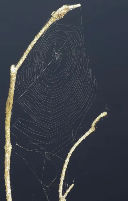 Framed Print : Net of an orb-weaving spider Framed Print : Net of an orb-weaving spider