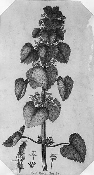 Nettle. circa 1880: A Red Dead Nettle. (Photo by Hulton Archive / Getty Images)