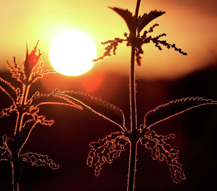 Framed Print : Nettle plant weed silhouette hedgerow field sunse Framed Print : Nettle plant weed silhouette hedgerow field sunse