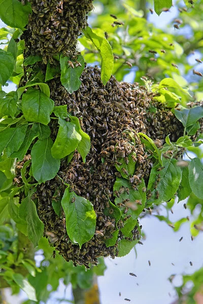 New colony of Honey Bees -Apis mellifera- on the trunk of an apple tree