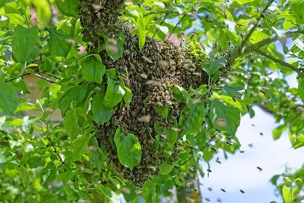 New colony of Honey Bees -Apis mellifera- on the trunk of an apple tree