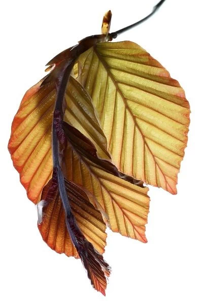 Beech. New copper beech leaves