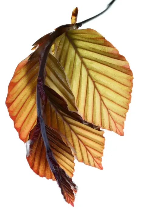 Framed Print : Beech. New copper beech leaves Framed Print : Beech. New copper beech leaves