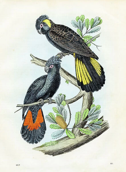 New Holland Parrots: red-tailed black cockatoo, black cockatoo - Very rare plate from 'Book of the World' 1859