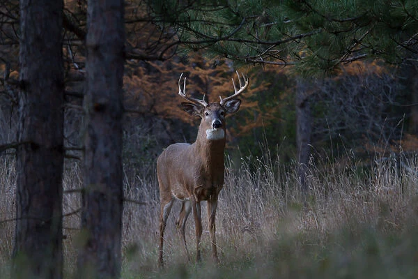 New White-tailed buck