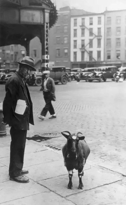 Framed Print : New York City Sidewalk Goat, circa 1930 Framed Print : New York City Sidewalk Goat, circa 1930