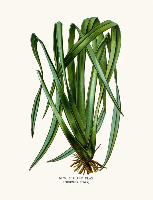 Framed Print : New Zealand Flax house plant Framed Print : New Zealand Flax house plant