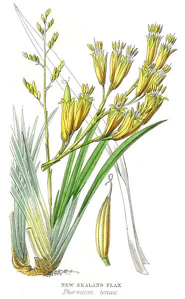 New Zealand flax plant botanical engraving 1857