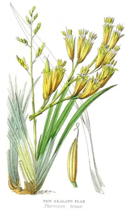 Framed Print : New Zealand flax plant botanical engraving 1857 Framed Print : New Zealand flax plant botanical engraving 1857