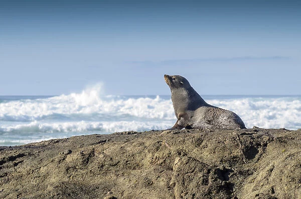 New Zealand Fur Seal -Arctocephalus forsteri-, Otago Region, South Island, New Zealand