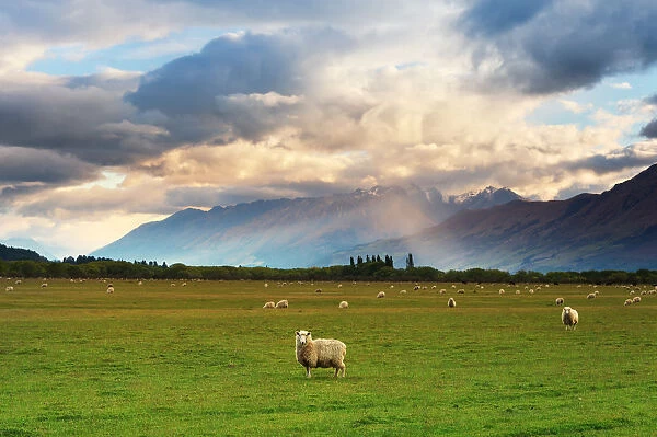 New Zealand Grassland