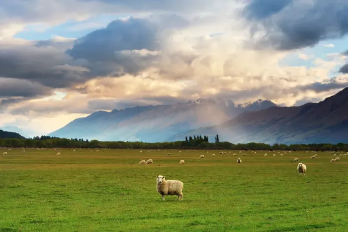 Framed Print : New Zealand Grassland Framed Print : New Zealand Grassland