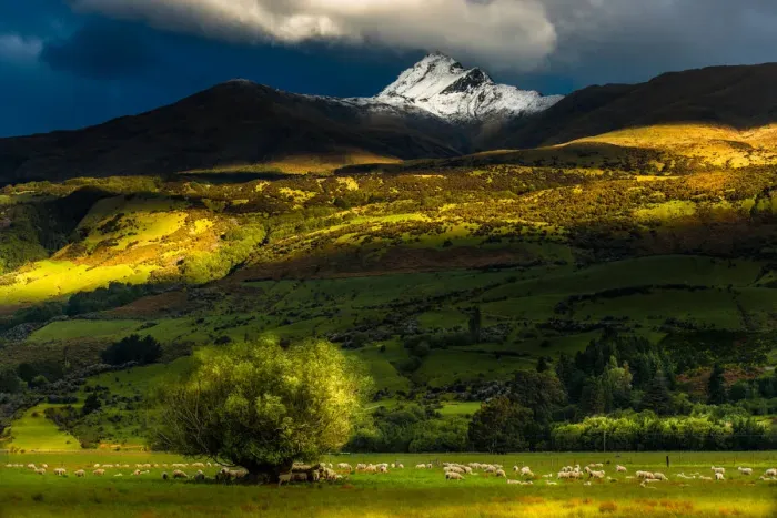 Framed Print : New Zealand green field and mountain Framed Print : New Zealand green field and mountain