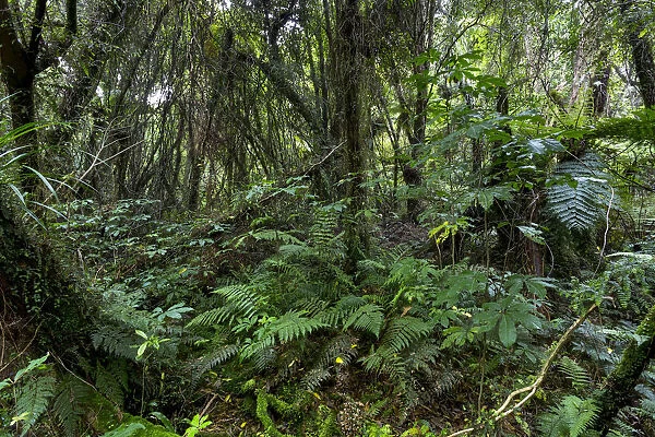 New Zealand jungle with Silver Ferns -Cyathea dealbata-, Ruatapu, West Coast Region, New Zealand