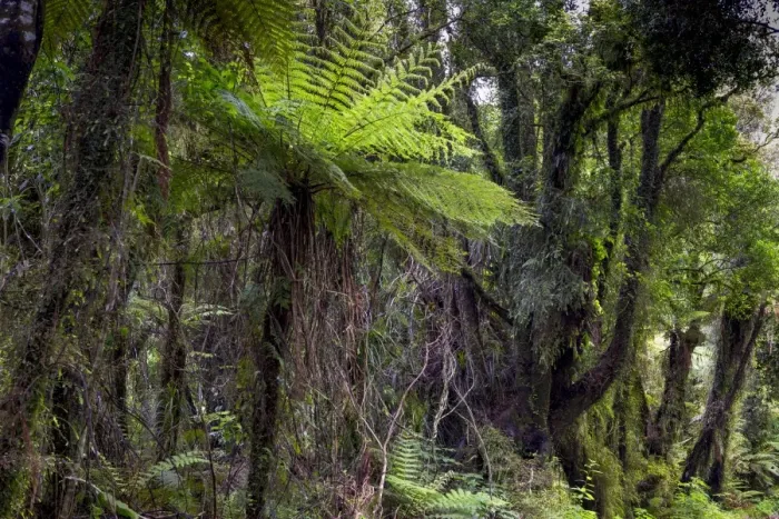 Framed Print : New Zealand jungle with Silver Ferns -Cyathea dealbata-, Ruatapu, West Coast Region, New Zealand Framed Print : New Zealand jungle with Silver Ferns -Cyathea dealbata-, Ruatapu, West Coast Region, New Zealand
