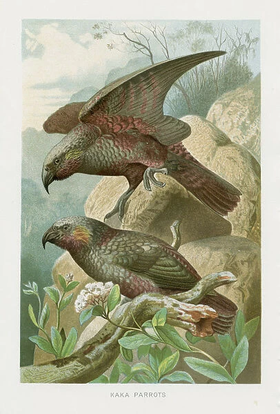 New Zealand parrots chromolithograph 1896