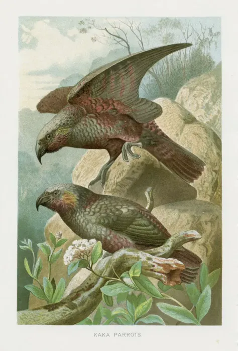 Framed Print : New Zealand parrots chromolithograph 1896 Framed Print : New Zealand parrots chromolithograph 1896