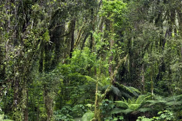 Framed Print : New Zealand rainforest, Fox Glacier, Westland National Park, West Coast Region, New Zealand