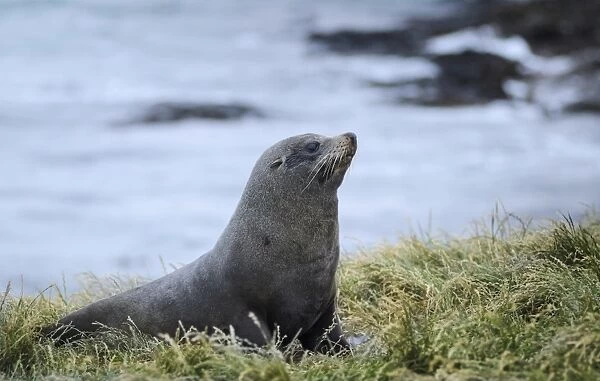 New Zealand sea lion -Phocarctos hookeri- on grass, Moeraki, South Island, New Zealand