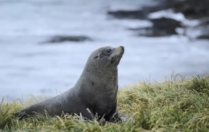 Framed Print : New Zealand sea lion -Phocarctos hookeri- on grass, Moeraki, South Island, New Zealand Framed Print : New Zealand sea lion -Phocarctos hookeri- on grass, Moeraki, South Island, New Zealand