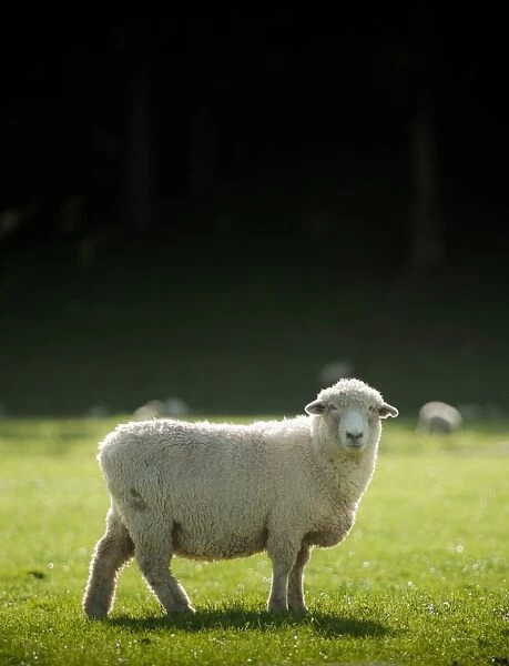 New Zealand sheep in farm looking at camera