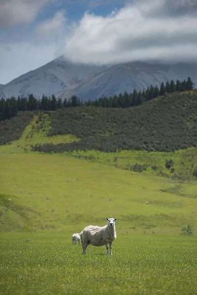 New Zealand sheep on a grass field