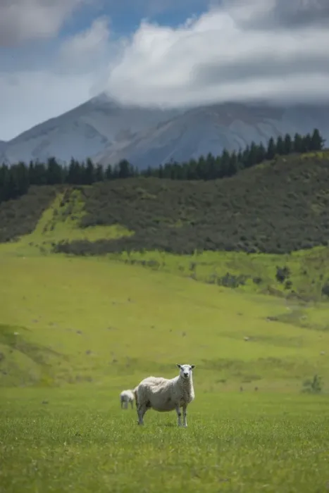 Framed Print : New Zealand sheep on a grass field