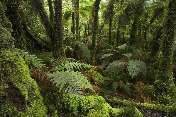 New Zealand, South Island, West Coast, native bush