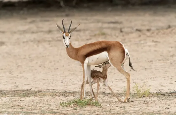 Framed Print : Newborn Springbok (Antidorcas marsupialis) Lamb Suckling