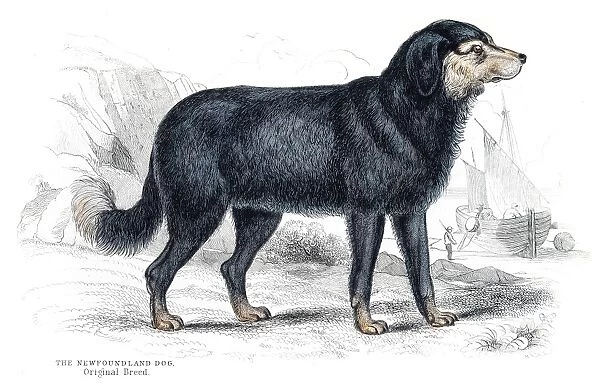 Newfoundland dog engraving 1840